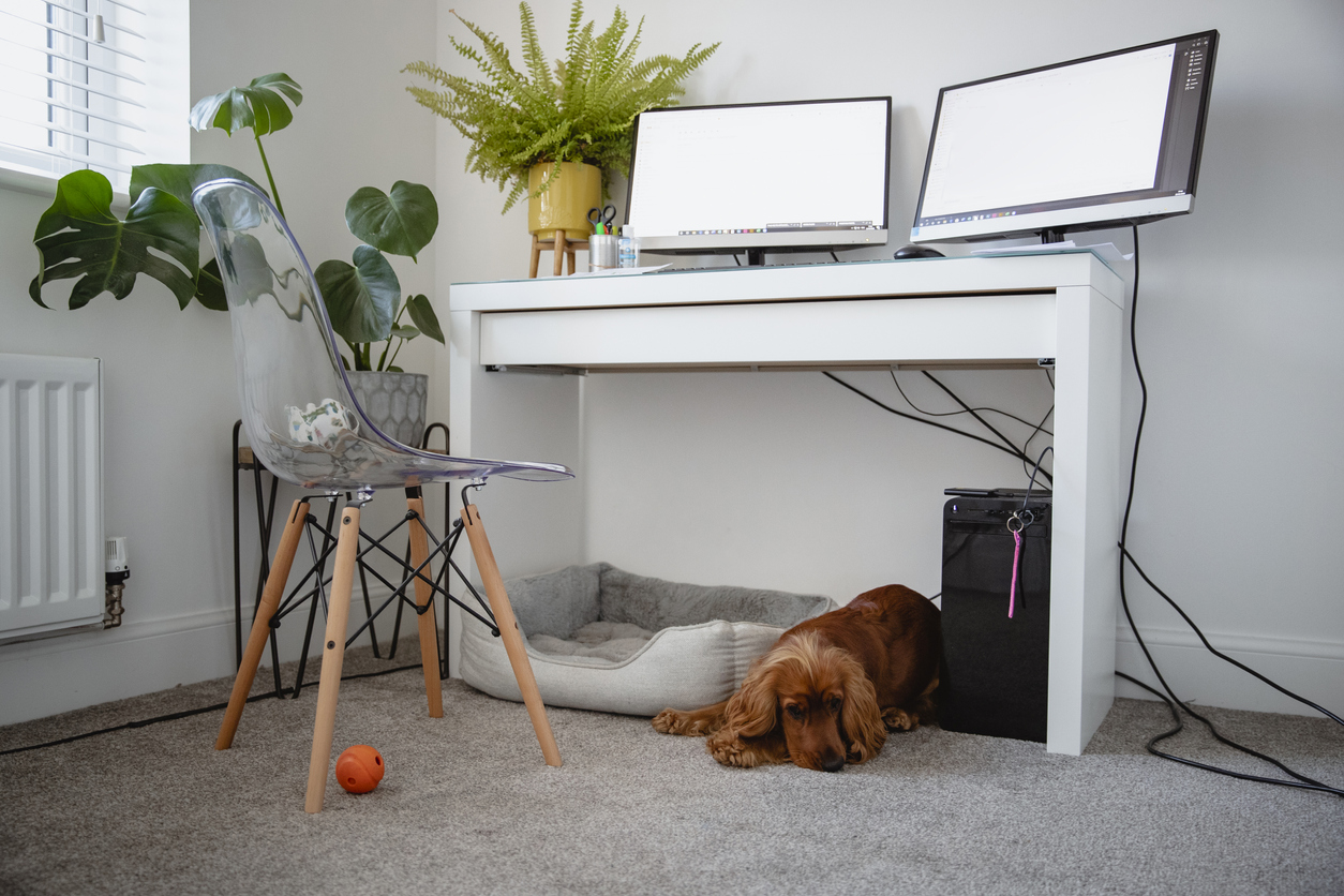 Working From Home: Make Your Pet Your Best Office Assistant | Pets at