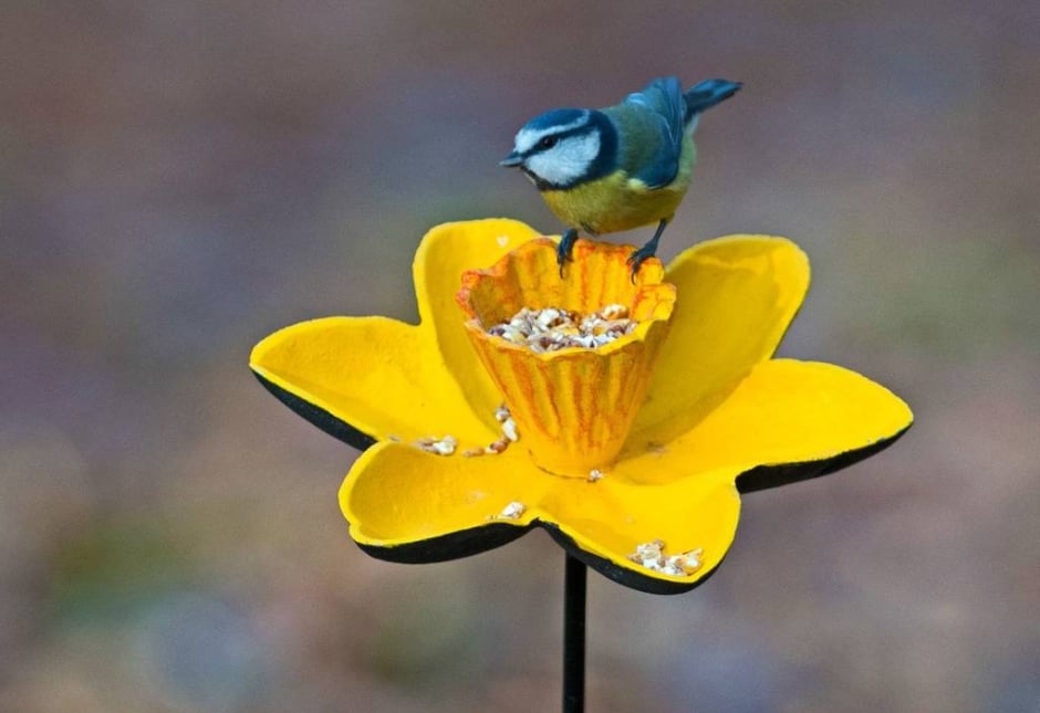 Daffodil shaped bird feeder