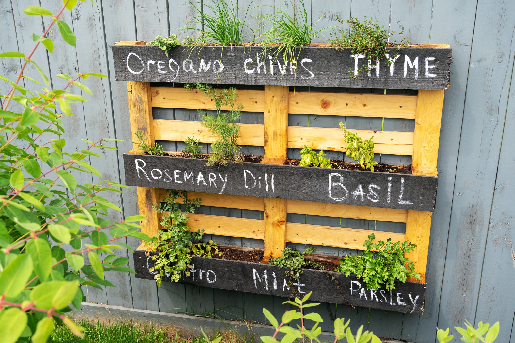 Growing herbs on wooden fence