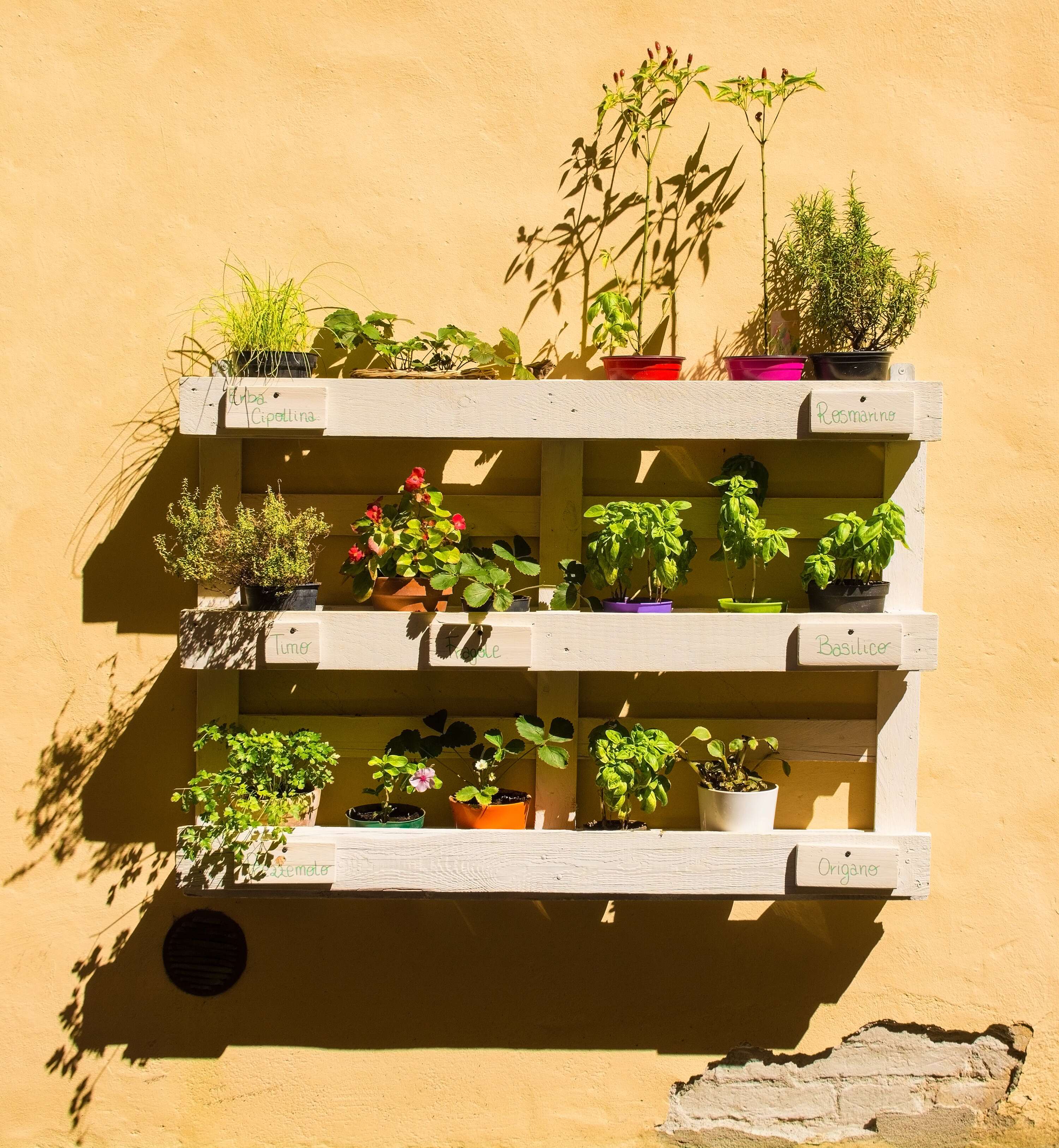 Wooden shelves with plants on wall